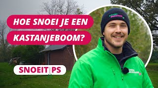 Hoe snoei je een kastanjeboom  SnoeiTips 26 [upl. by Ona]