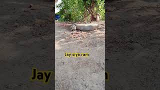 gileri video jay Siya ram [upl. by Casie]