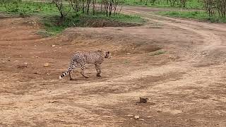 Cheetahs are my favourite animals Nambiti game reserve [upl. by Lantha]