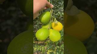 Home grown lemons 🍋 organic lemon summertime balangir nimbu garden homegarden viral [upl. by Beebe399]