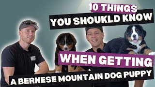 10 Things You Should Know When Getting A Bernese Mountain Dog Puppy [upl. by Sukramaj]