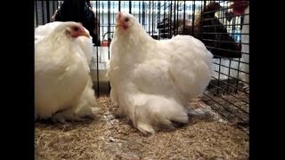 Pekin Bantam white ZwergCochin weiß Kleintierschau Pratteln 2011 [upl. by Elehcim]