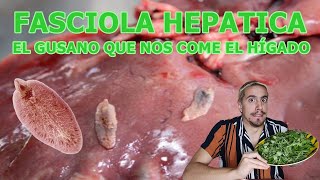 Fasciola hepatica El gusano que nos come el hígado  FEFEFOOD [upl. by Kaspar]