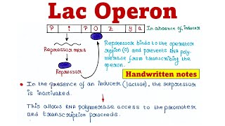 Lac Operon  Principle and Mechanism [upl. by Hailahk569]