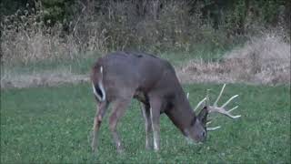 Hunting a giant whitetail on the ground [upl. by Aerda]