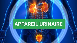 ANATOMIE HUMAINE🩺 ANATOMIE DE L APPAREIL URINAIRE [upl. by Lemmor]