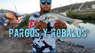 pesca de robalo y pargo en faro de Topolobampo Sinaloa [upl. by Eeclehc]