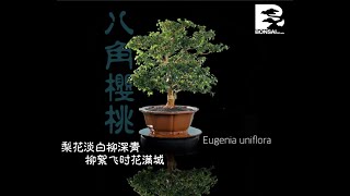 Eugenia Uniflora ｜ Surinam Cherry ｜ 八角樱桃 002 [upl. by Waneta]