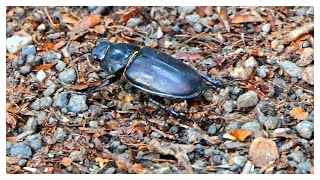 Lucanus cervus Hirschkäfer Weibchen [upl. by Arber]