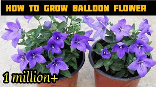 How To Grow Balloon Flower  growing balloon flower from seed  flowers gardening [upl. by Kawasaki]