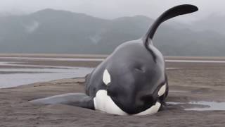 Killer Whales Beached While Hunting for Seals  Prince Rupert Adventure Tours [upl. by Lewej976]