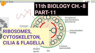 Class 11 biology Ch8 Part11Ribosomescytoskeletoncilia amp flagellaStudy with Farru [upl. by Dugan]