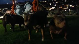 San Diego Bay Parade of Lights [upl. by Suzanne]