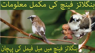 Complete information About Bengalese Finch  How To Identify Bengalese Finch Male Or Female  Age [upl. by Atelra]