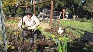 Harvesting Skirret and perennial root divisions [upl. by Maier890]