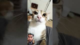 Hooo yar Bile ka tilent dykoo cat catlover cute [upl. by Akinak]