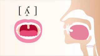 ʎ̝  voiced dorsal palatal lateral fricative [upl. by Aliek]