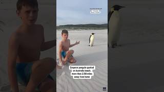 Emperor penguin spotted on Australian beach shorts [upl. by Hehre]