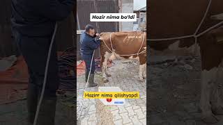 Biladiganlar bormi buqa buqaboqish buqalar mol qoy cow qoybozor molbozor hokiz rek bull [upl. by Annmarie856]