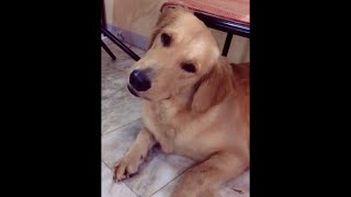 Dogs React to Different Sounds Tiktok Compilation shorts [upl. by Alston]