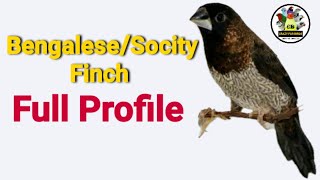 BengaleseSocity finches full Profile [upl. by Kania335]