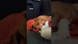 chiweenie puppy Nash playing puppylife puppyvideos animallover chiweenie youtubeshorts [upl. by Rosio]