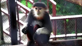 Red Shanked Douc Langur 5 Colors Endangered Wild Monkey [upl. by Nade]