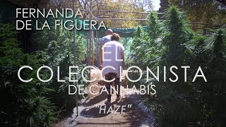 La ABUELA MARIHUANA en El Coleccionista de Cannabis 03 HAZE [upl. by Victoir]