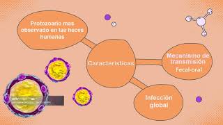 Tema de Isospora belli y Blastocystis hominis [upl. by Ahsinned]