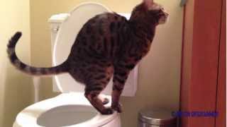 Toilet trained Bengal cat Romeo  Part 2 [upl. by Carlene414]