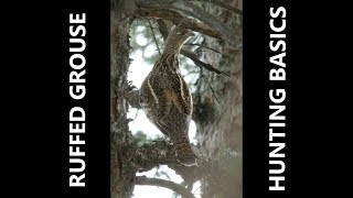 How To Hunt Ruffed Grouse Grouse Hunting Methods Tips and Basics [upl. by Nnayecats847]