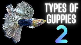 Guppy Fish Care – 50 Different Types of Guppies  Part 2 [upl. by Chita]