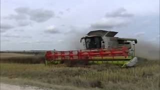 Moisson du colza 2014 avec Class Lexion 780TT V1200 [upl. by Htrahddis]