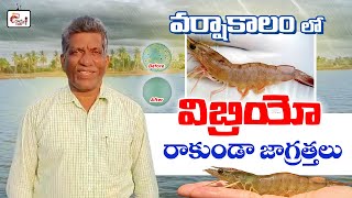 Vibrio disease management in monsoon season  shrimp farming [upl. by Zalea]