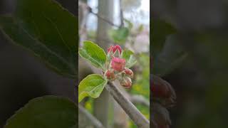 Hello Altes Land The apple trees start to bloom [upl. by Inaliak316]