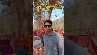 Rudraksha tree haridwar 🌴haridwar rudraksh rudraksha rudrakshabenefits rudrakshatree [upl. by Adas]