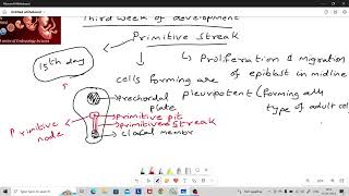 Third week of embryonic development [upl. by Ddot]