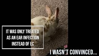 How a vet misdiagnosis changed my life and my rabbits life [upl. by Valonia]