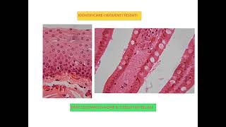 ISTOLOGIA ESERCITAZIONI PARTE 1 [upl. by Sualakcin]