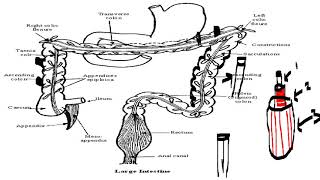 large intestine [upl. by Ariaj452]