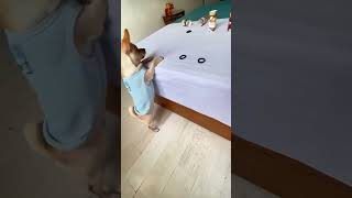 That is Perfect ❤️ Premium Pet Accessories ✨🐶😺 Link in Bio 👉 shorts pets cat dog shortvideo [upl. by Llehsem]