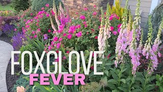 Foxgloves Grown from Seed Cottage Garden Tour [upl. by Schonfield]