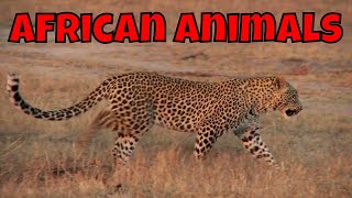 African Animals Learning African Animals for Kids [upl. by Weldon]