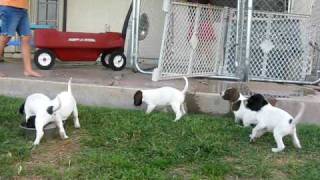 English Pointer Puppies  Bird Hunting Dogs [upl. by Musihc]