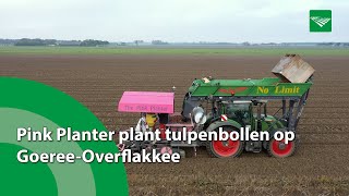 Pink Planter plant tulpenbollen op GoereeOverflakkee [upl. by Hokanson]