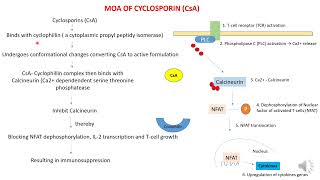 MOA of Calcineurin inhibitors as Immunosupressants [upl. by Sufur]