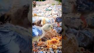 Adorable Guineafowl Chicks With Hen shorts chicken animals birds chicks hen snoot funny [upl. by Sokul]