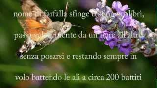 FARFALLA COLIBRI [upl. by Gnehc35]