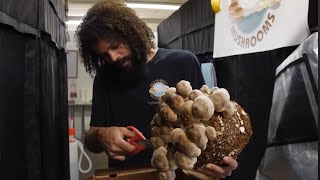 Shiitake Mushroom Harvest and Cultivation Tips  Southwest Mushrooms [upl. by Alvy]