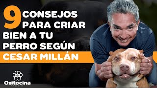 9 CONSEJOS PARA CRIAR BIEN A TU PERRO SEGÚN CÉSAR MILLÁN [upl. by Nalda]